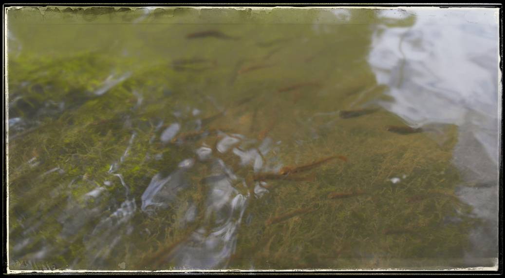 Fry Swim Free